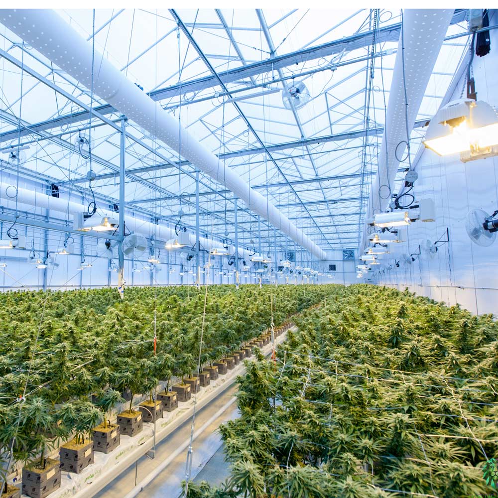Cannabis Grow House Inspection