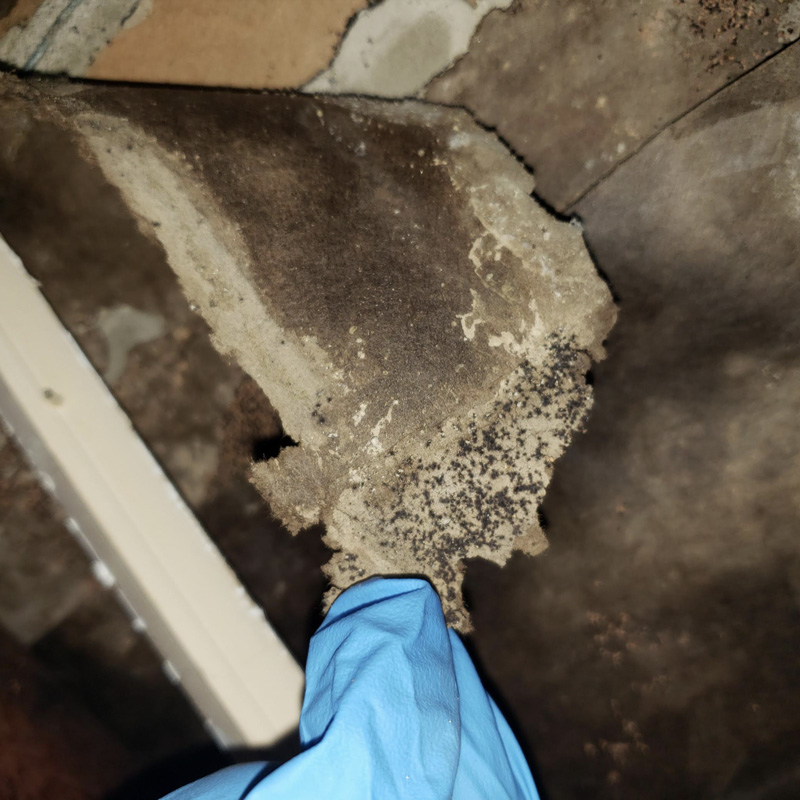 Mold Inspection